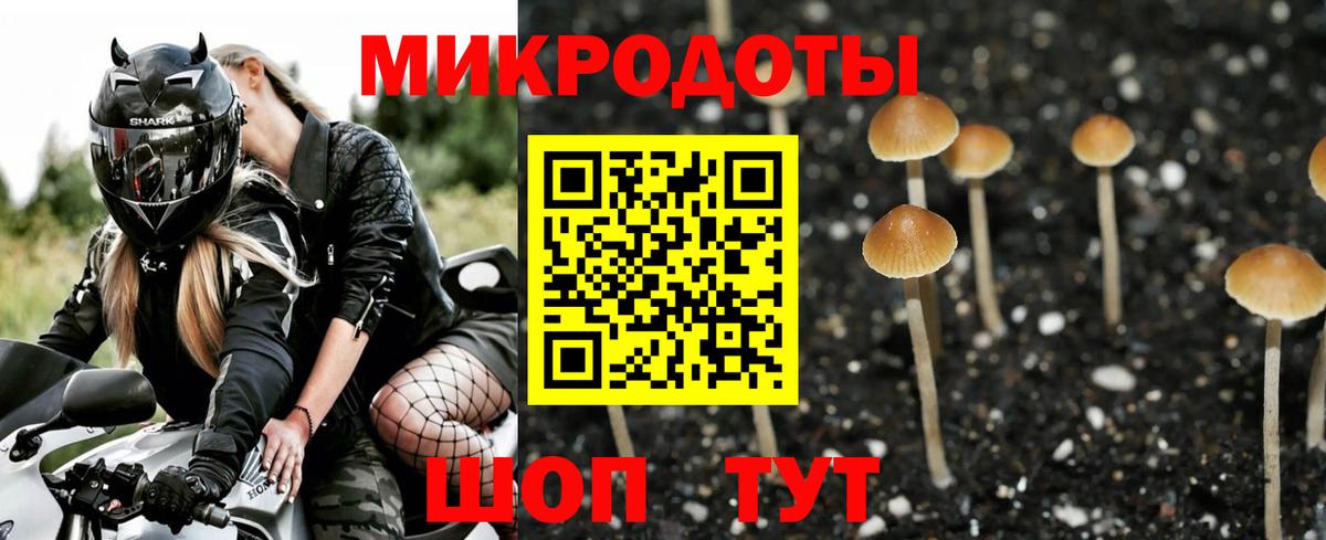 Псилоцибиновые грибы Psilocybe Долгопрудный